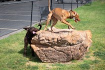 Bring Your Dog to the Fun Pet Park with Obstacles at Raiders Walk