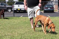 Off Leash, Fenced Pet park at Raiders Walk featuring fun obstacles for dogs to play on and ample space for exercise