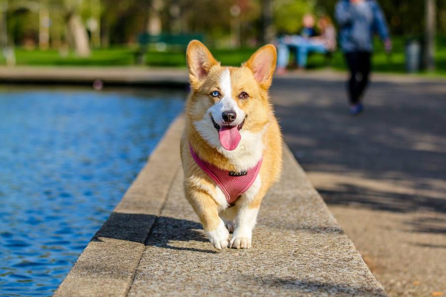 dog parks Lubbock