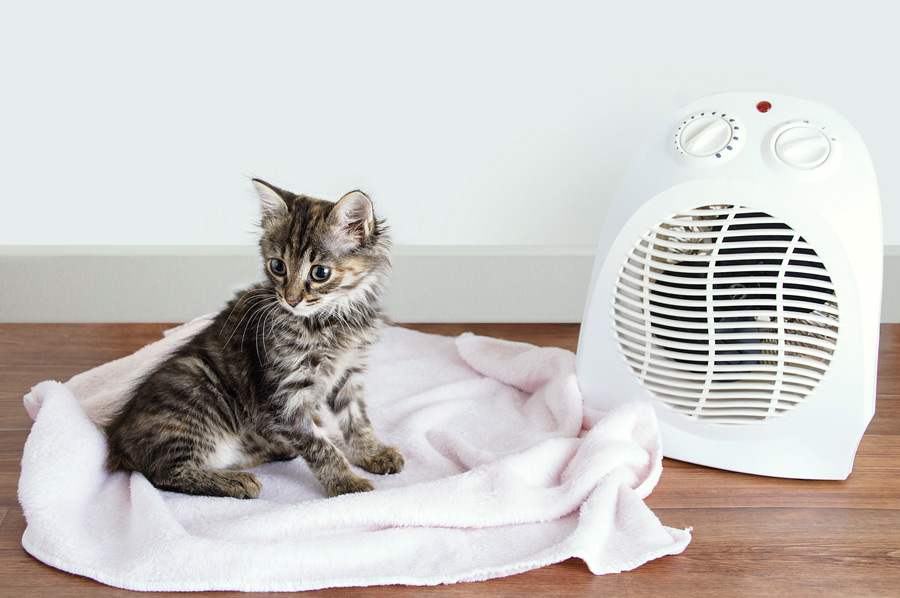 Kitten and heater