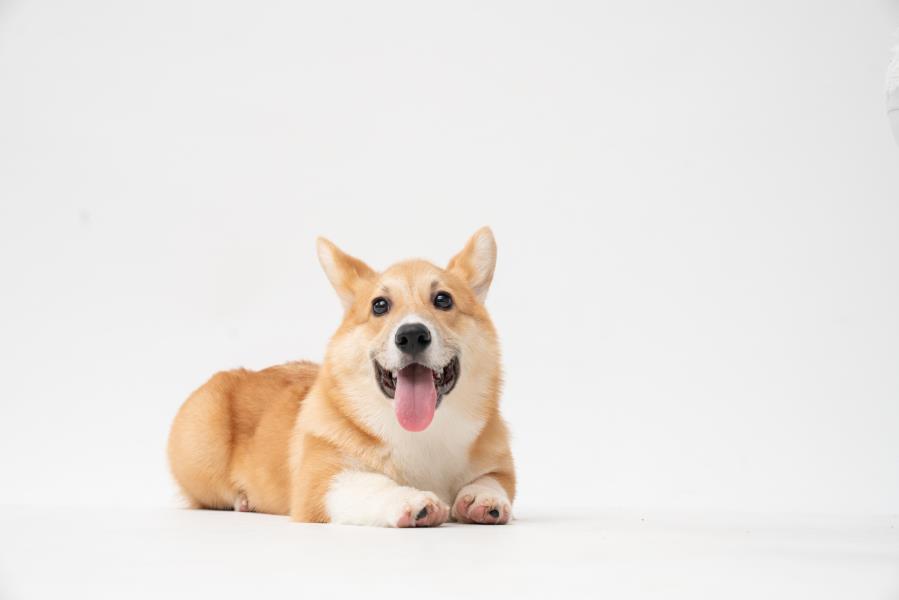 pet ownership for ttu