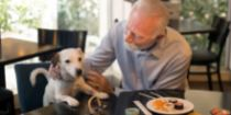 Pet Friendly Apartments